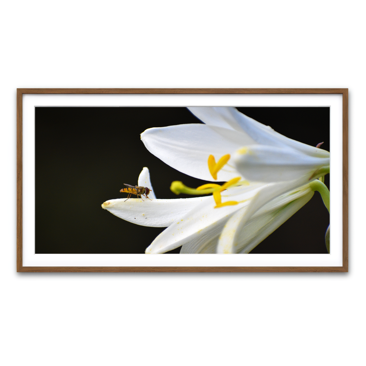 Framed Print 2x1 Walnut