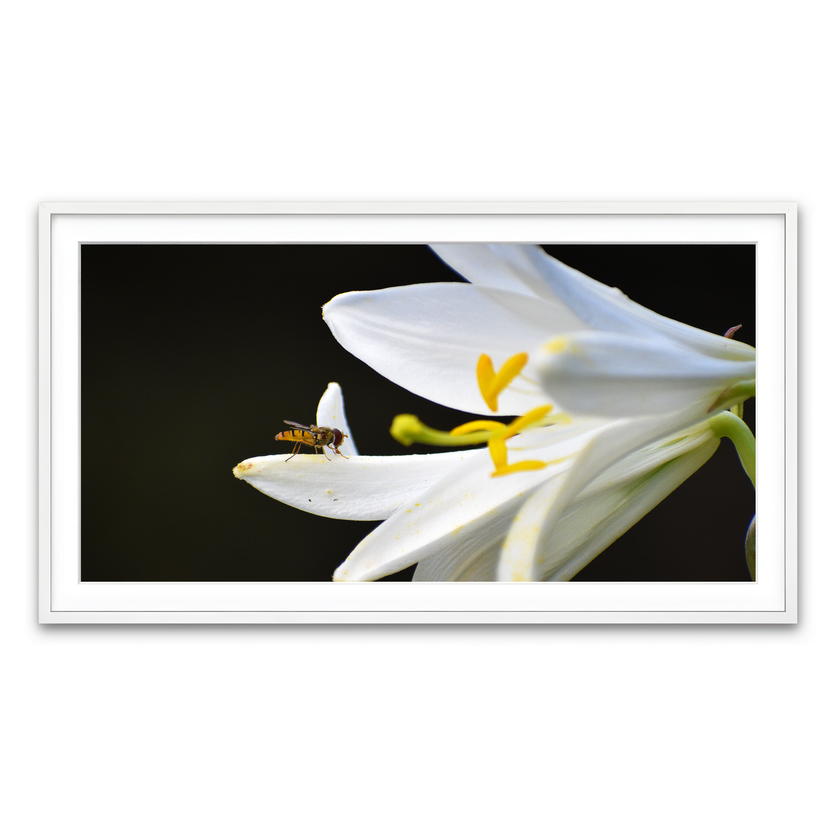 Framed Print 2x1 White