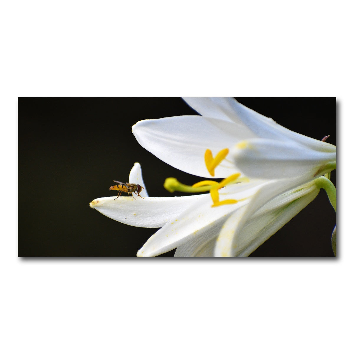 AUTO-MOCKUP WHITE | Pollen | 1 Piece | Gallery Wrap Canvas | group=2x1