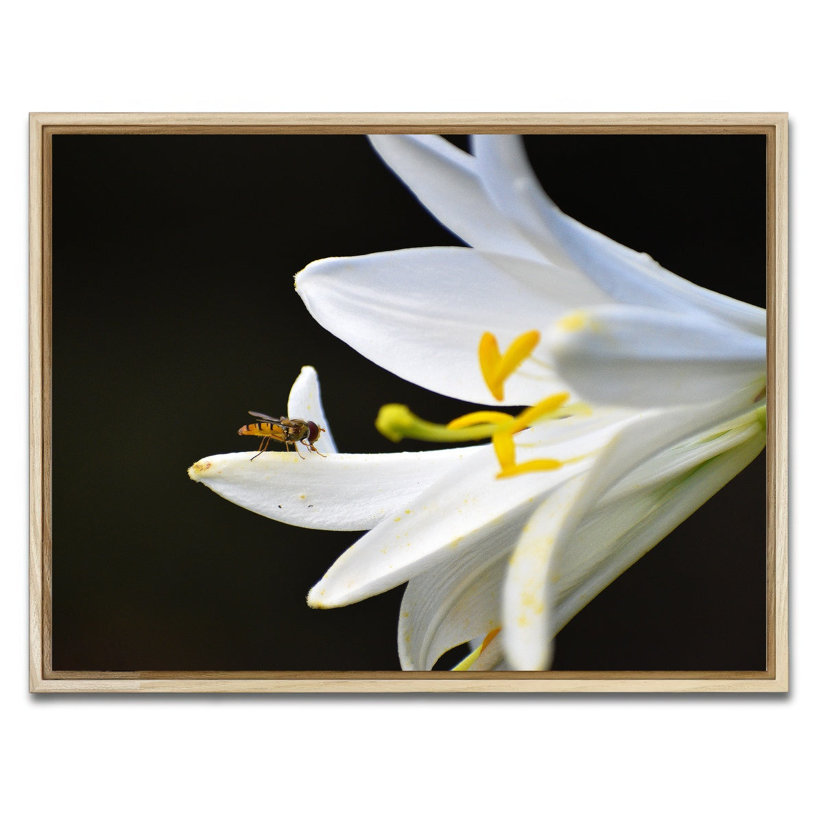 AUTO-MOCKUP WHITE | Pollen | 1 Piece | Natural Framed Canvas | group=4x3