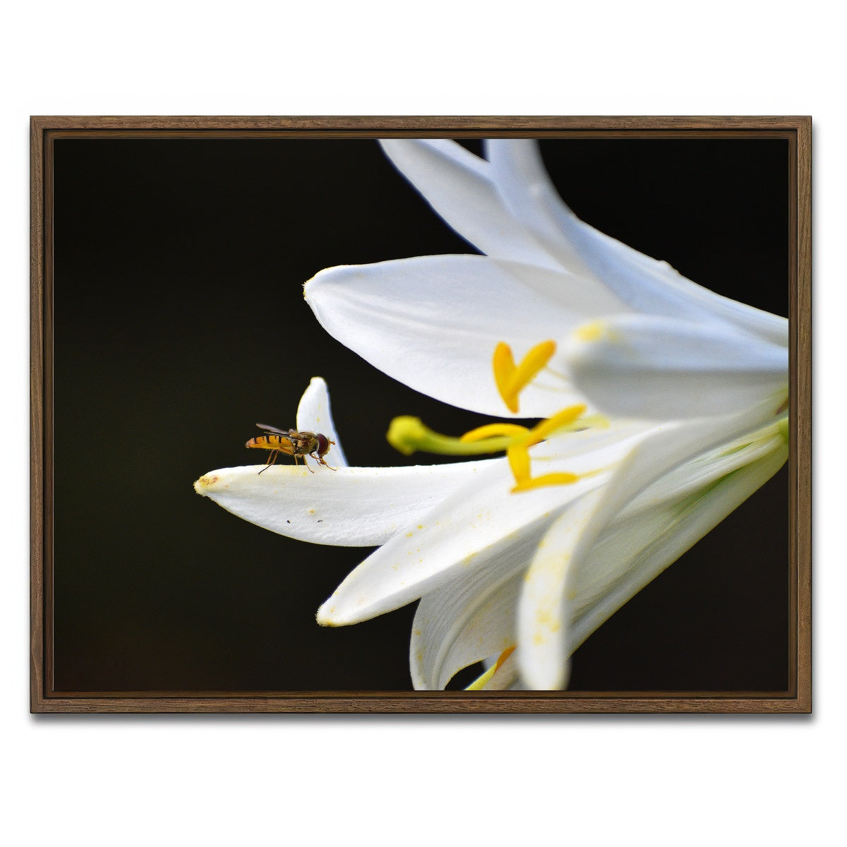 AUTO-MOCKUP WHITE | Pollen | 1 Piece | Walnut Framed Canvas | group=4x3