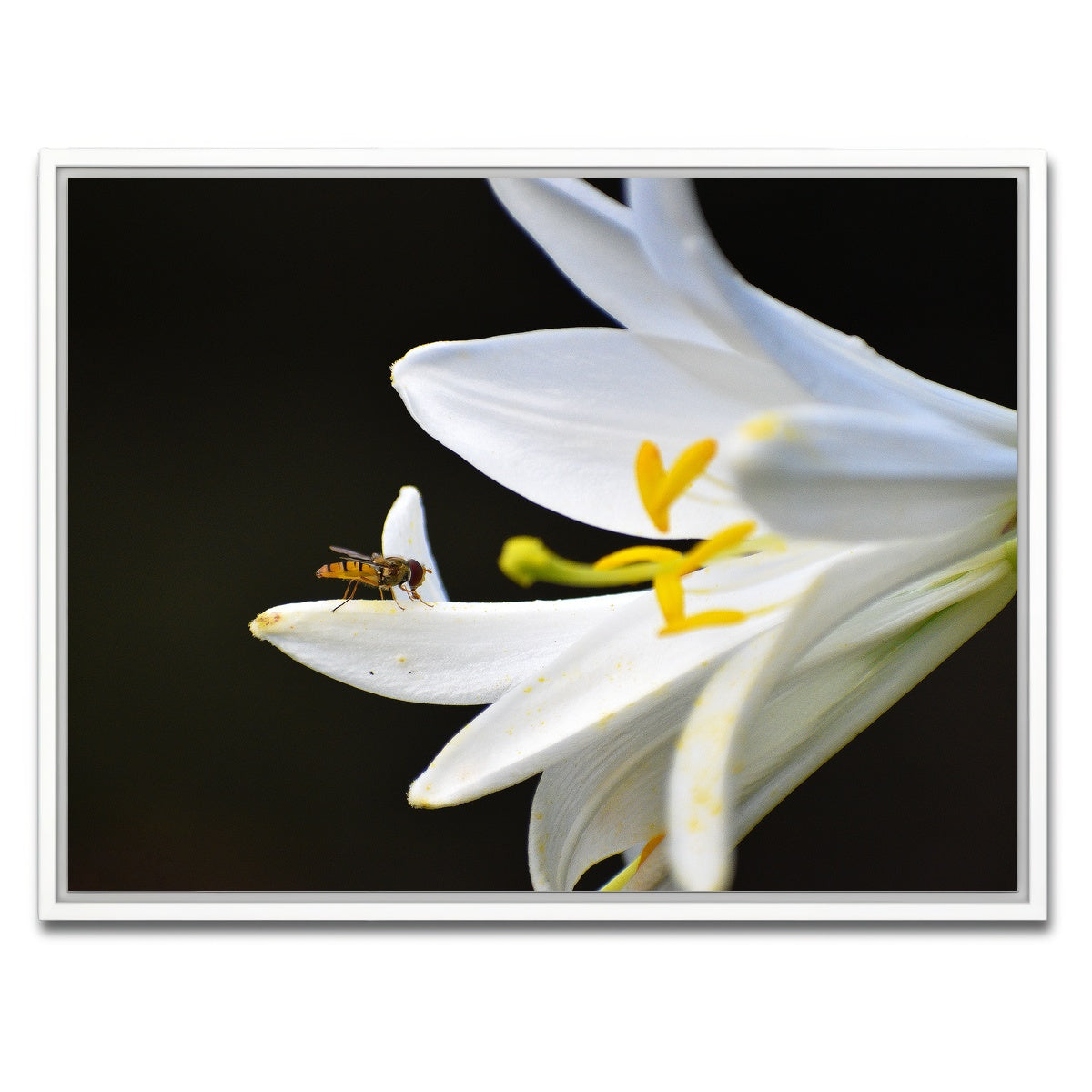 AUTO-MOCKUP WHITE | Pollen | 1 Piece | White Framed Canvas | group=4x3