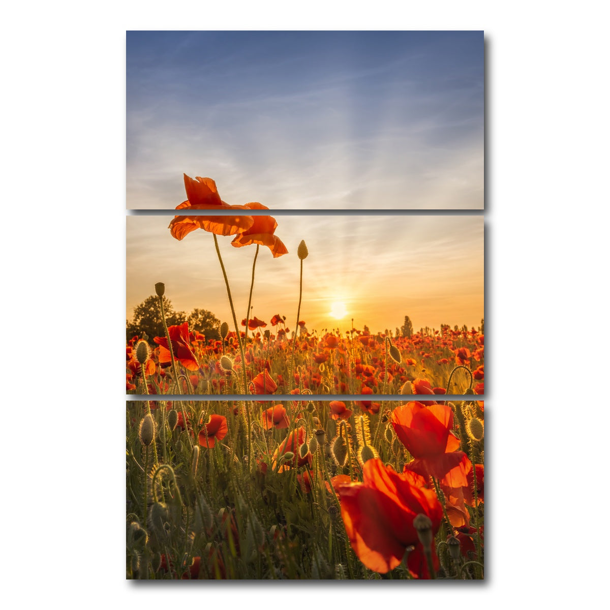 AUTO-MOCKUP WHITE | Poppies in sunset | 3 Piece | Gallery Wrap Canvas | group=12x24_stacked