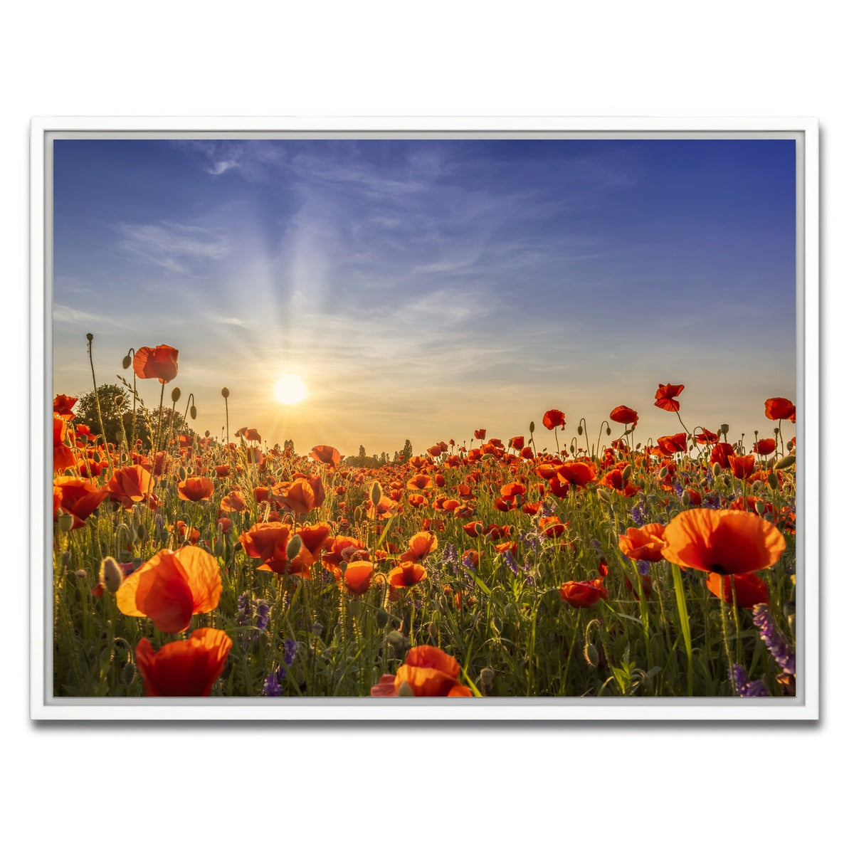AUTO-MOCKUP WHITE | Poppies in the evening | 1 Piece | White Framed Canvas | group=4x3
