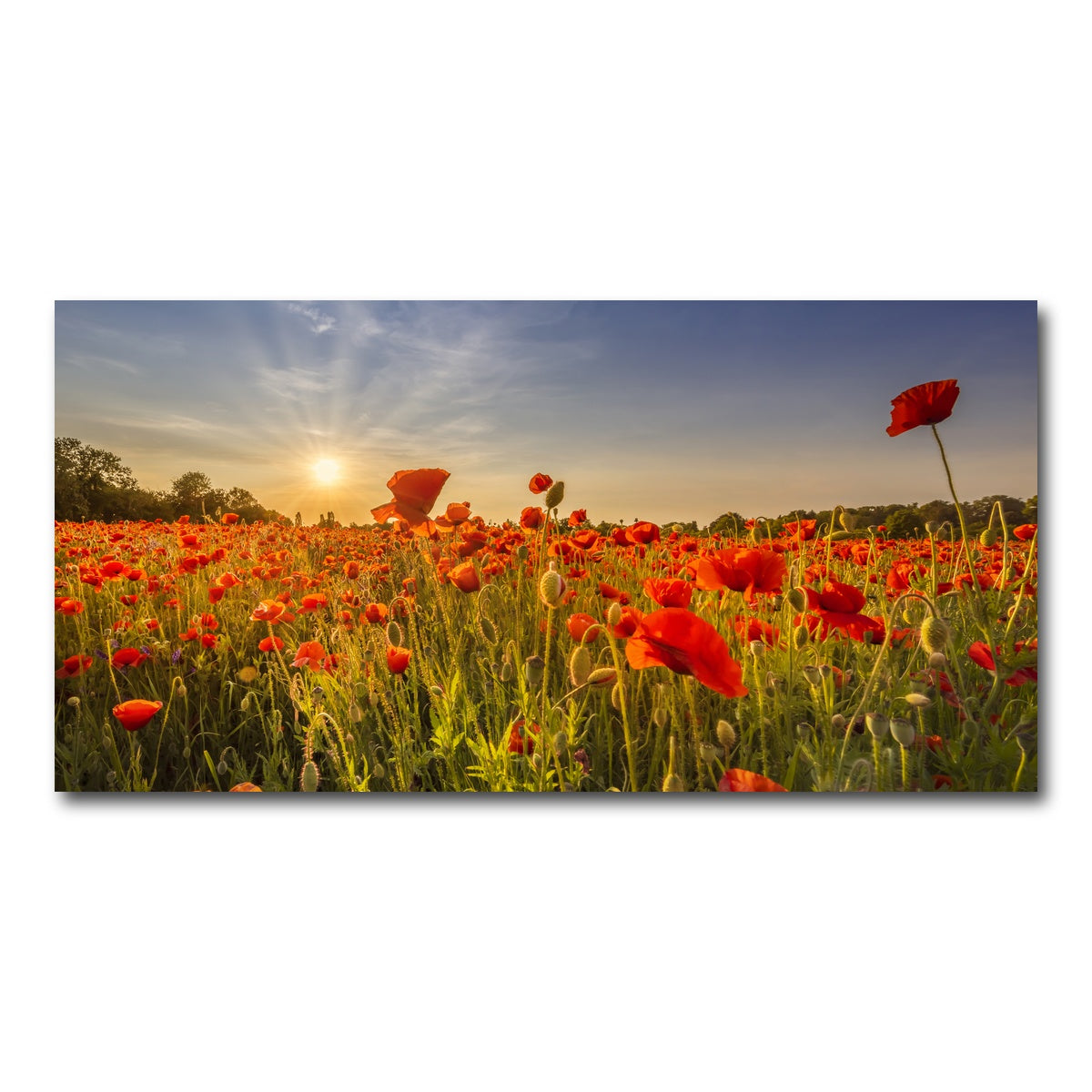 AUTO-MOCKUP WHITE | Poppy field at sunset | 1 Piece | Gallery Wrap Canvas | group=2x1