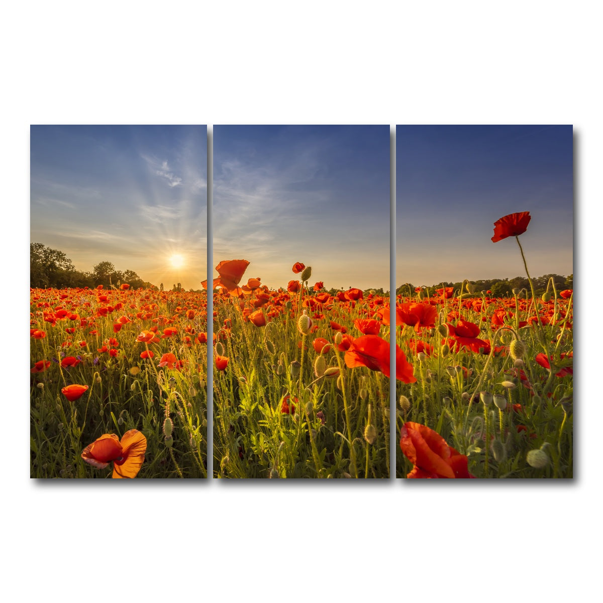 AUTO-MOCKUP WHITE | Poppy field at sunset | 3 Piece | Gallery Wrap Canvas | group=12x24