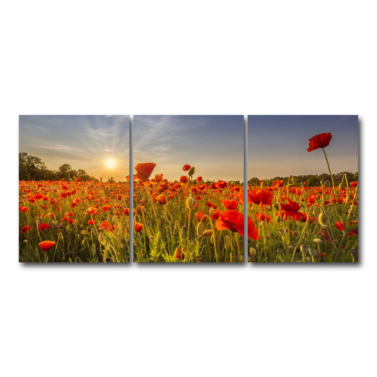 AUTO-MOCKUP WHITE | Poppy field at sunset | 3 Piece | Gallery Wrap Canvas | group=18x24