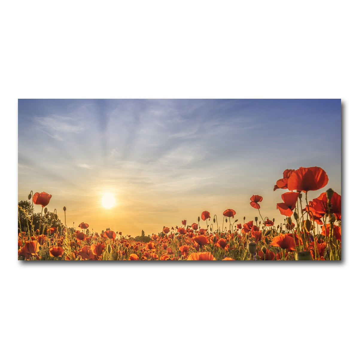 AUTO-MOCKUP WHITE | Poppy field in sunset | 1 Piece | Gallery Wrap Canvas | group=2x1