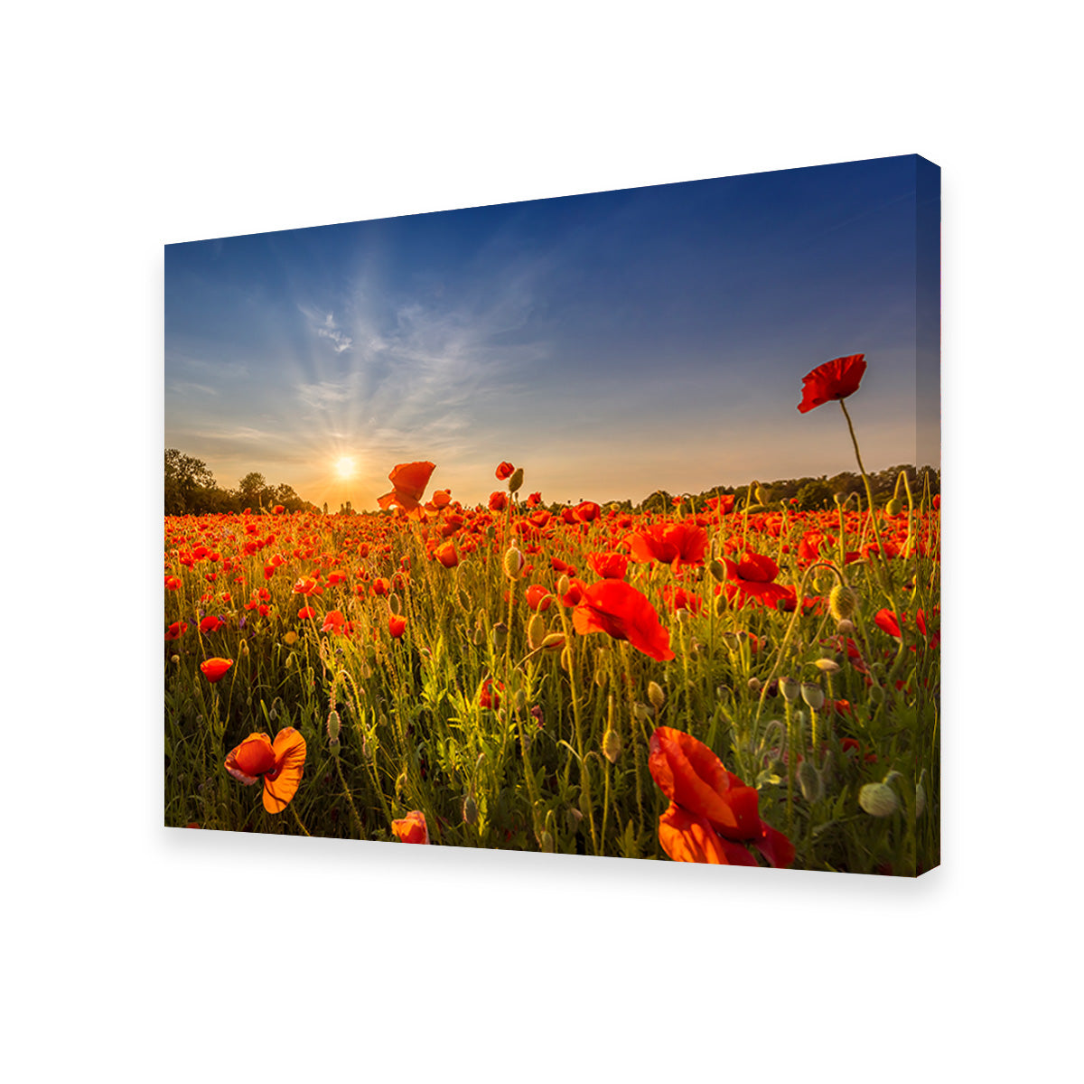 Poppy Field at Sunset Wall Art