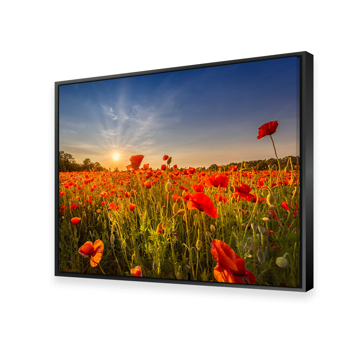 Poppy Field at Sunset Wall Art