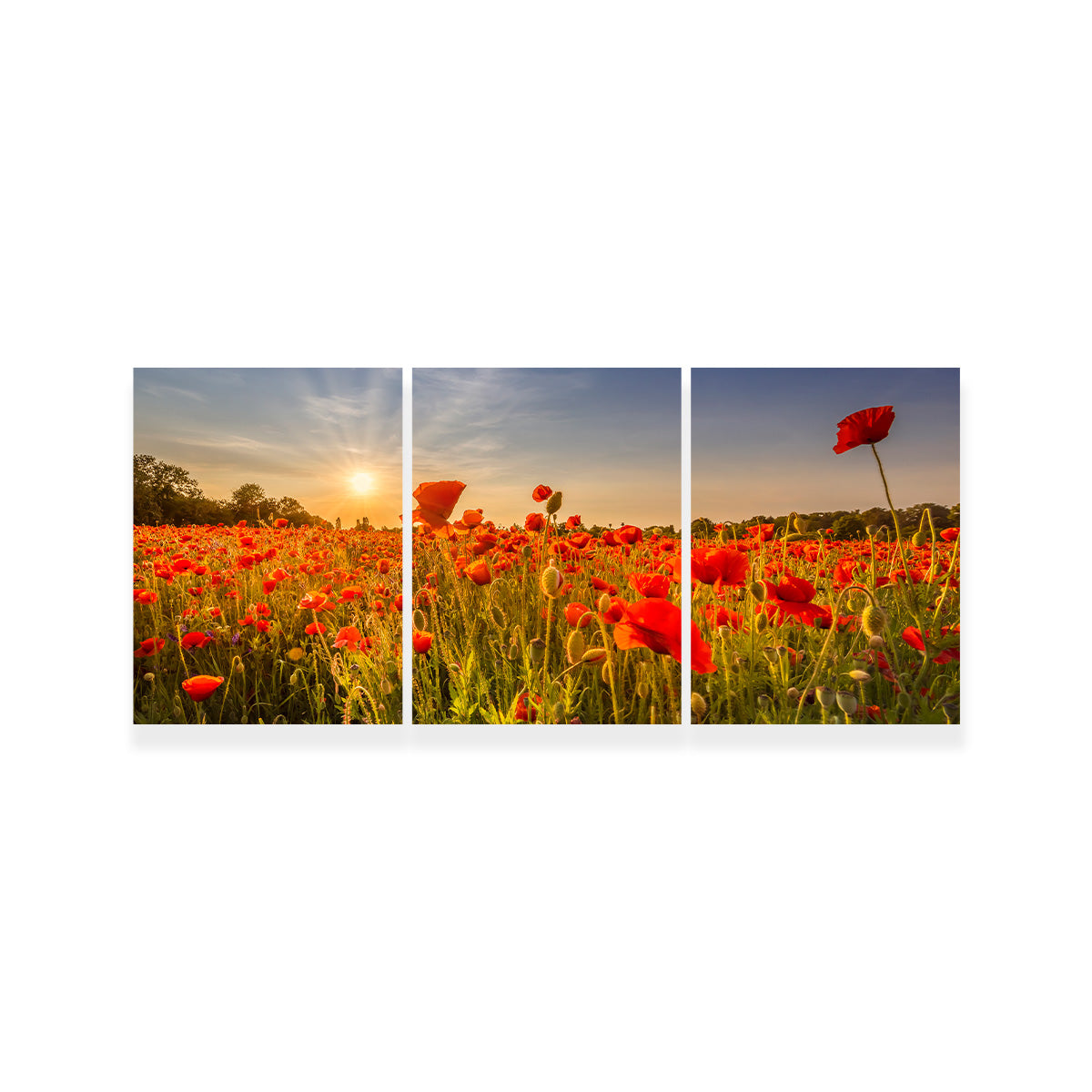 Poppy Field at Sunset Wall Art