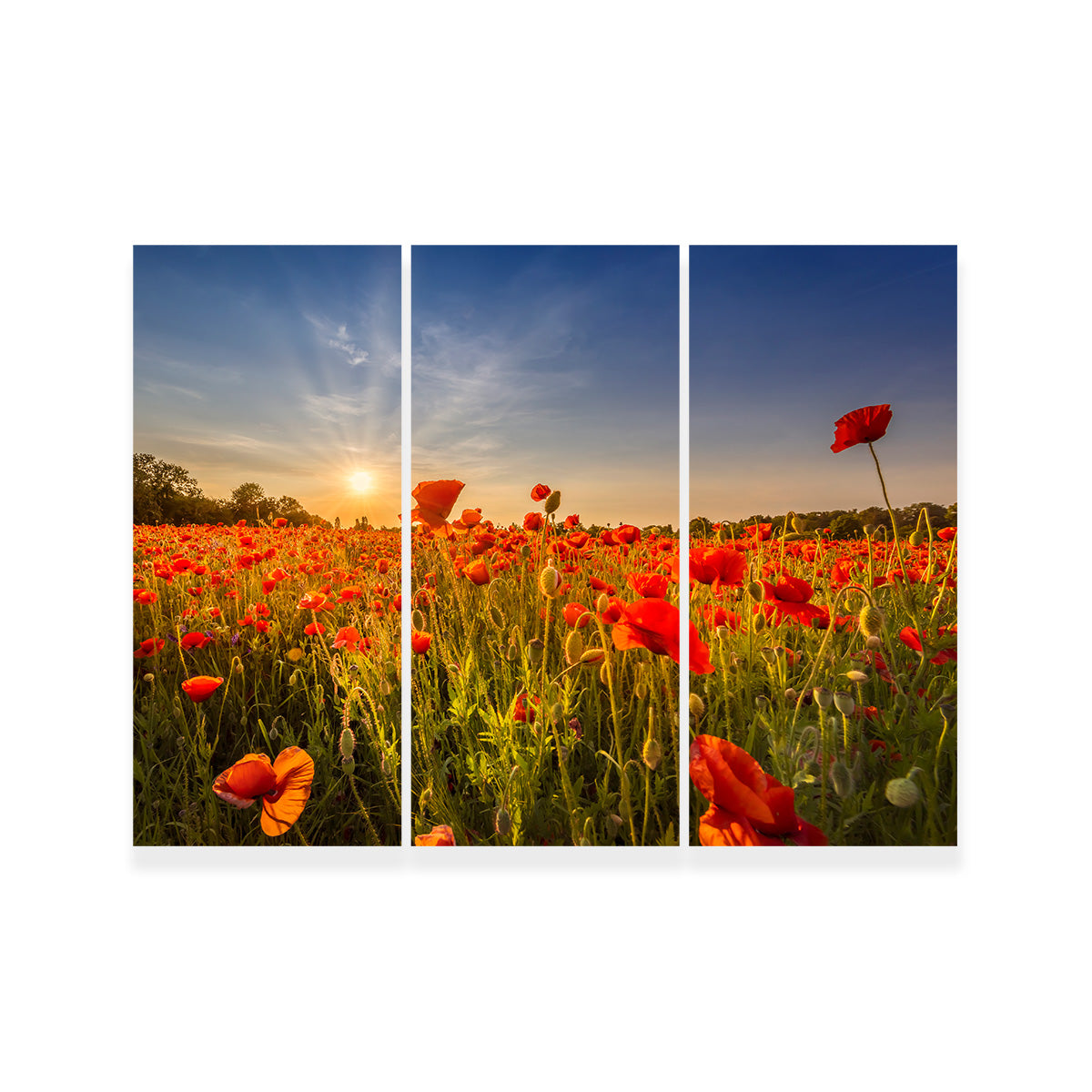 Poppy Field at Sunset Wall Art