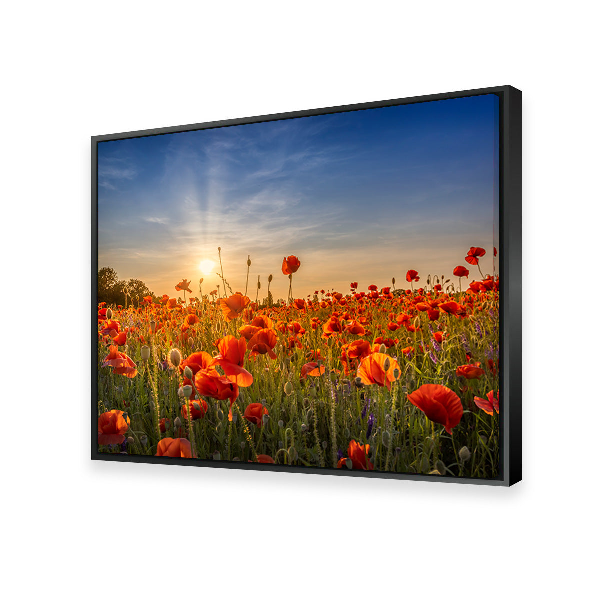 Poppy Idyll in Sunset Wall Art