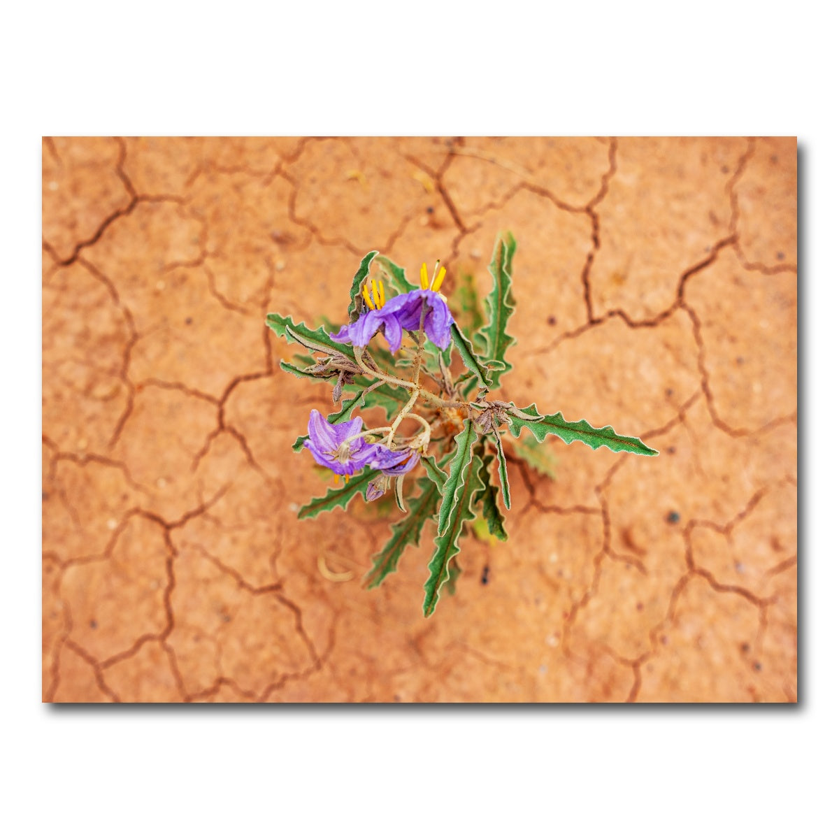 AUTO-MOCKUP WHITE | Purple Desert Wild Flowers | 1 Piece | Gallery Wrap Canvas | group=4x3