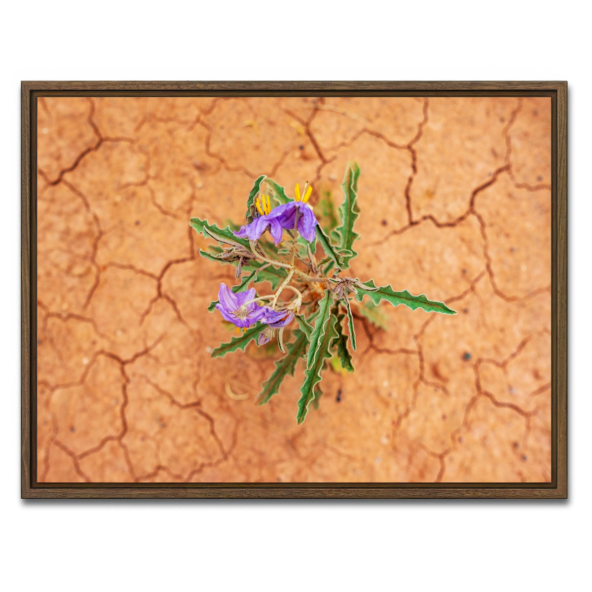 AUTO-MOCKUP WHITE | Purple Desert Wild Flowers | 1 Piece | Walnut Framed Canvas | group=4x3