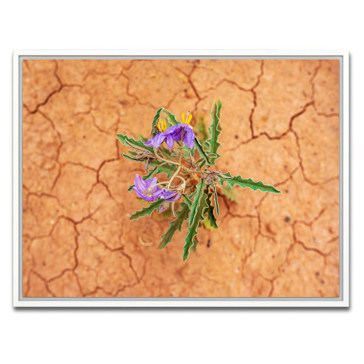 AUTO-MOCKUP WHITE | Purple Desert Wild Flowers | 1 Piece | White Framed Canvas | group=4x3