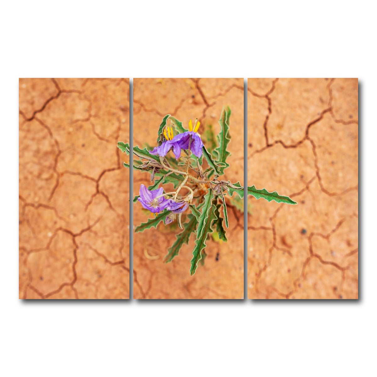 AUTO-MOCKUP WHITE | Purple Desert Wild Flowers | 3 Piece | Gallery Wrap Canvas | group=12x24