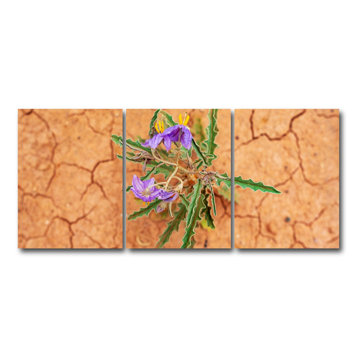 AUTO-MOCKUP WHITE | Purple Desert Wild Flowers | 3 Piece | Gallery Wrap Canvas | group=18x24
