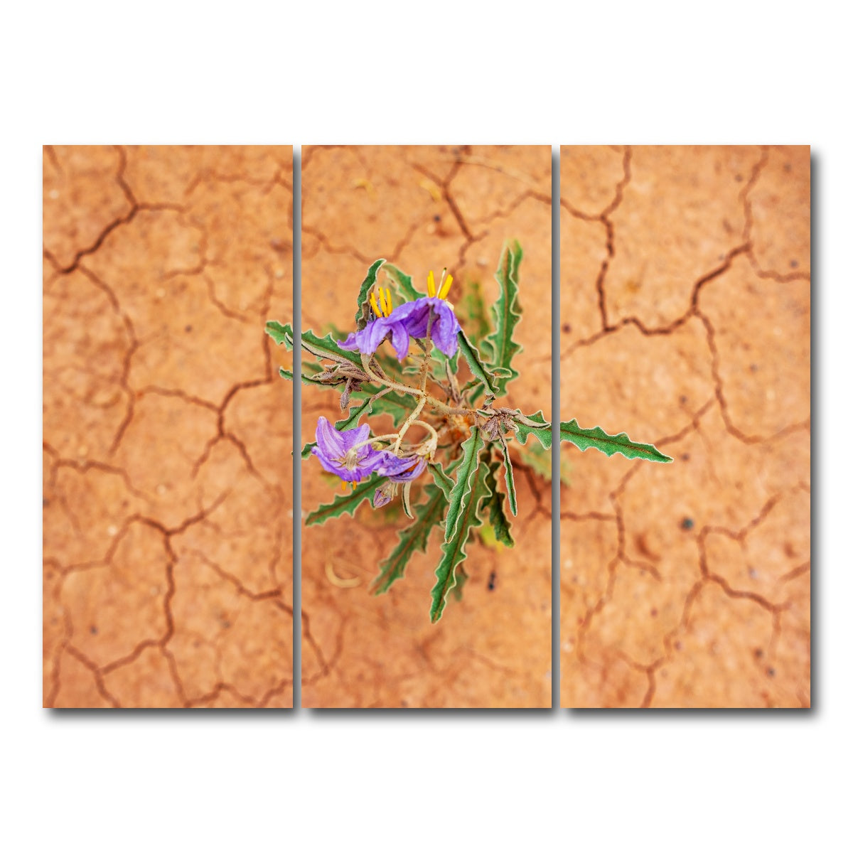 AUTO-MOCKUP WHITE | Purple Desert Wild Flowers | 3 Piece | Gallery Wrap Canvas | group=8x18
