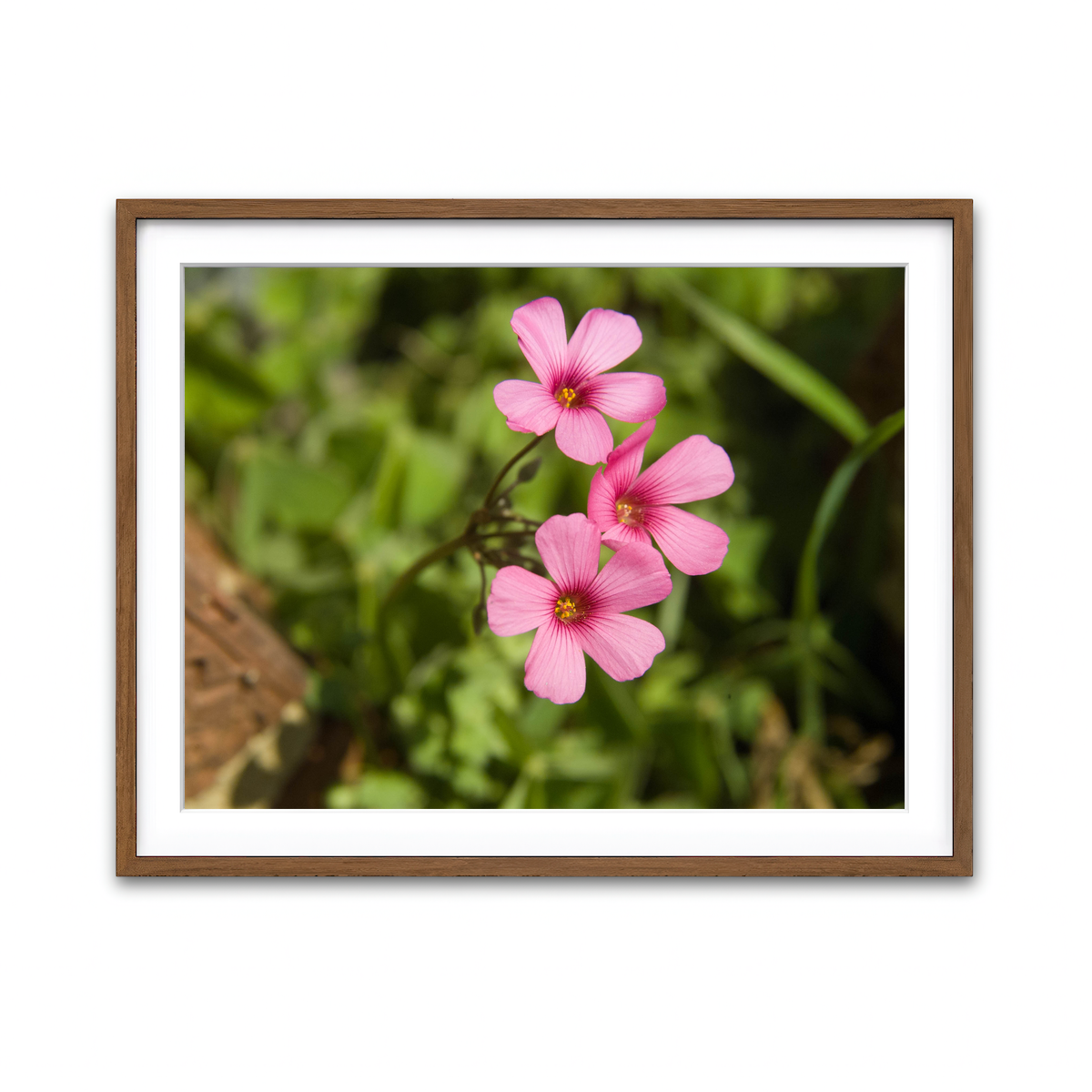 Framed Print 4x3 Walnut