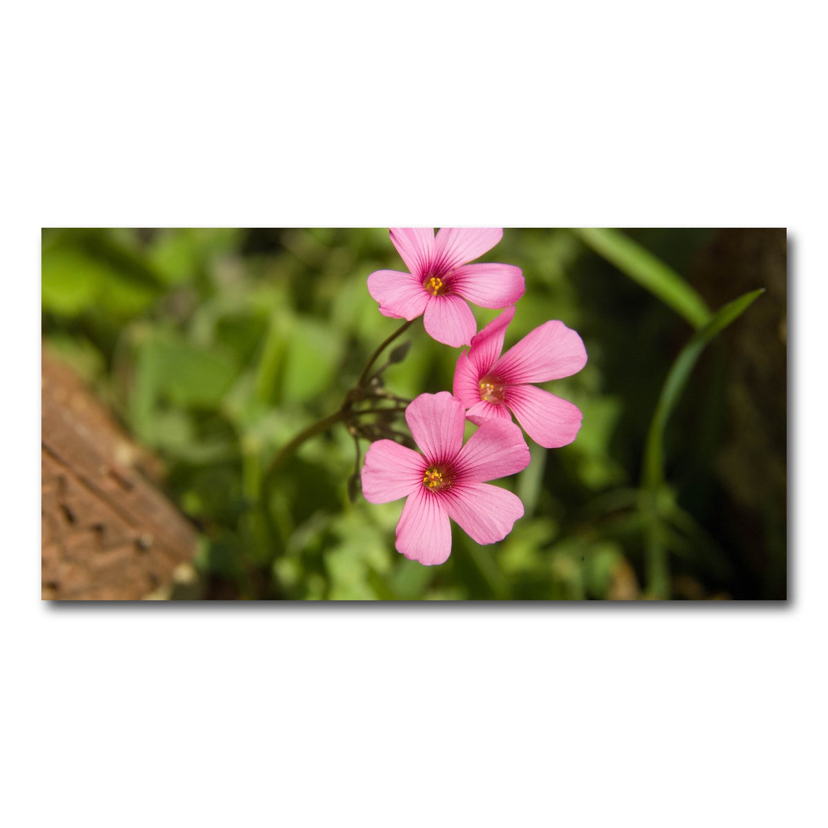 AUTO-MOCKUP WHITE | Purple Wildflower - North Arkansas | 1 Piece | Gallery Wrap Canvas | group=2x1