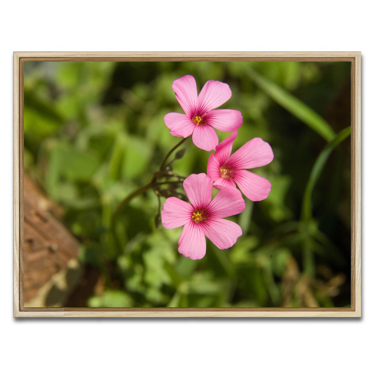 AUTO-MOCKUP WHITE | Purple Wildflower - North Arkansas | 1 Piece | Natural Framed Canvas | group=4x3