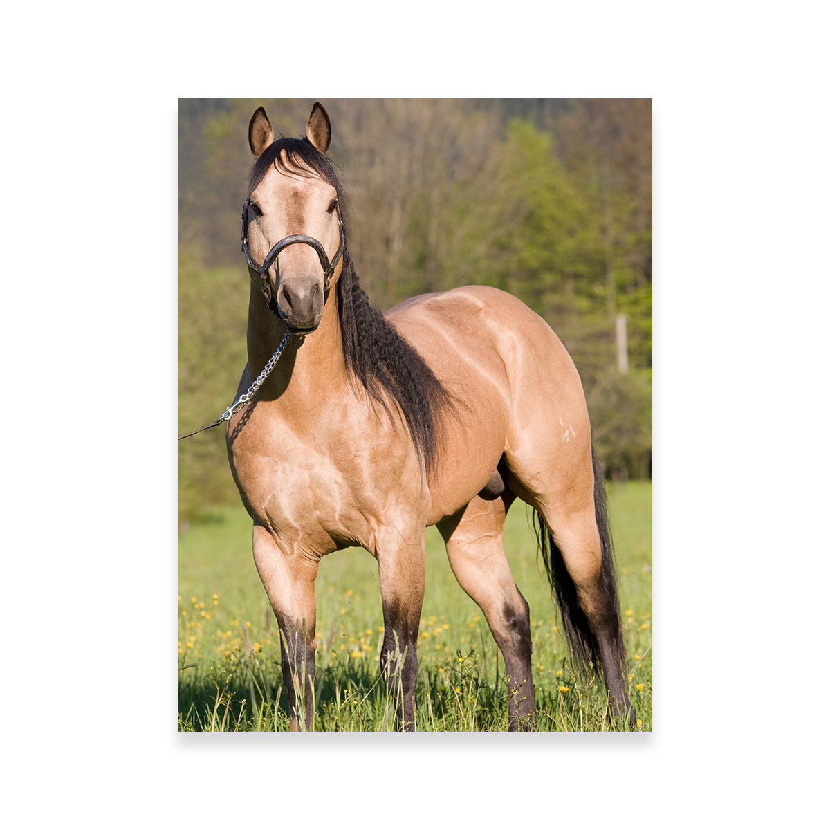 Quarter Horse Posing Wall Art
