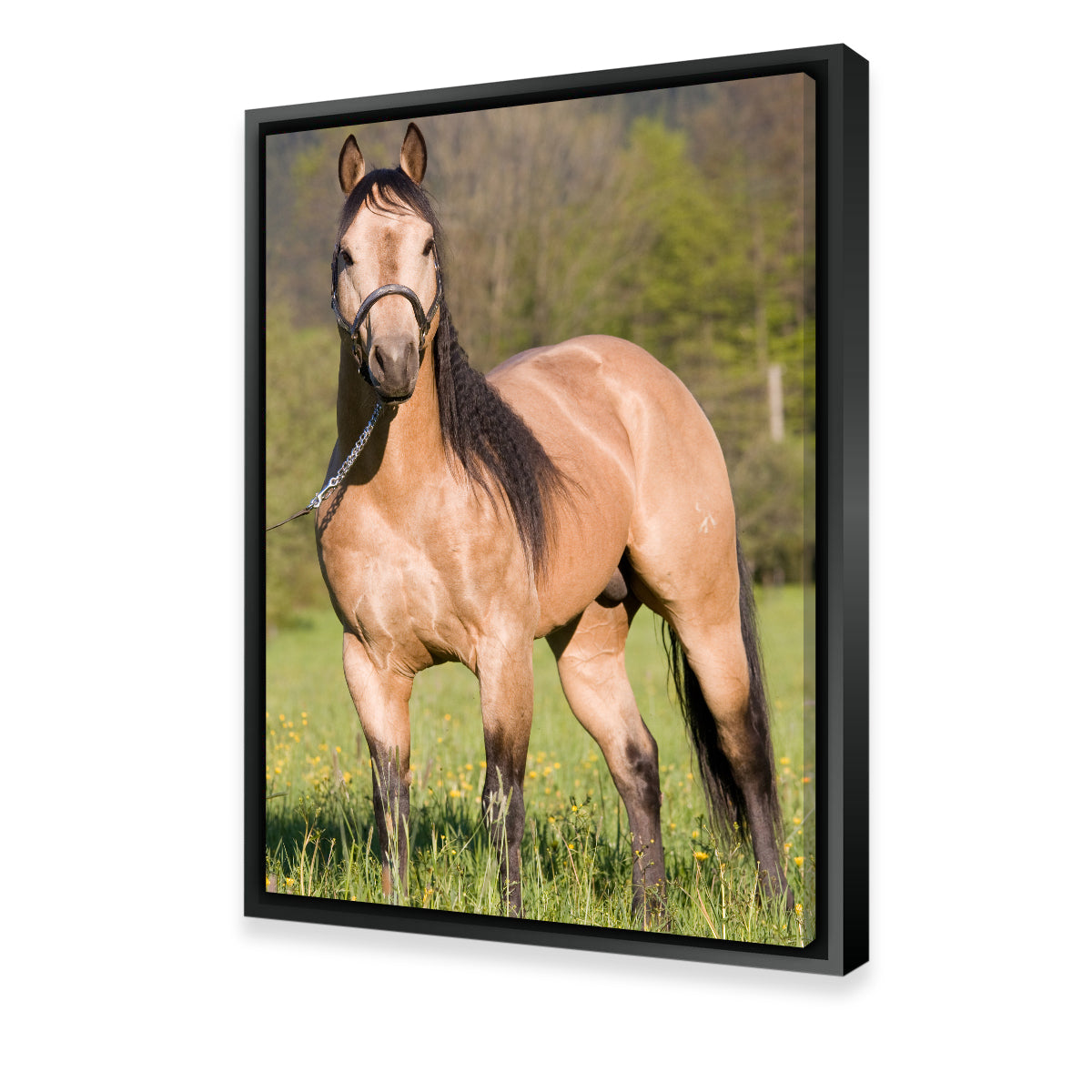 Quarter Horse Posing Wall Art
