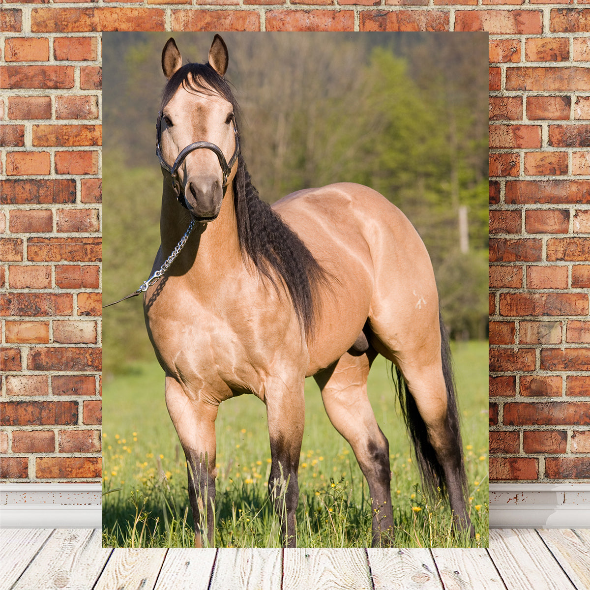 Quarter Horse Posing Wall Art