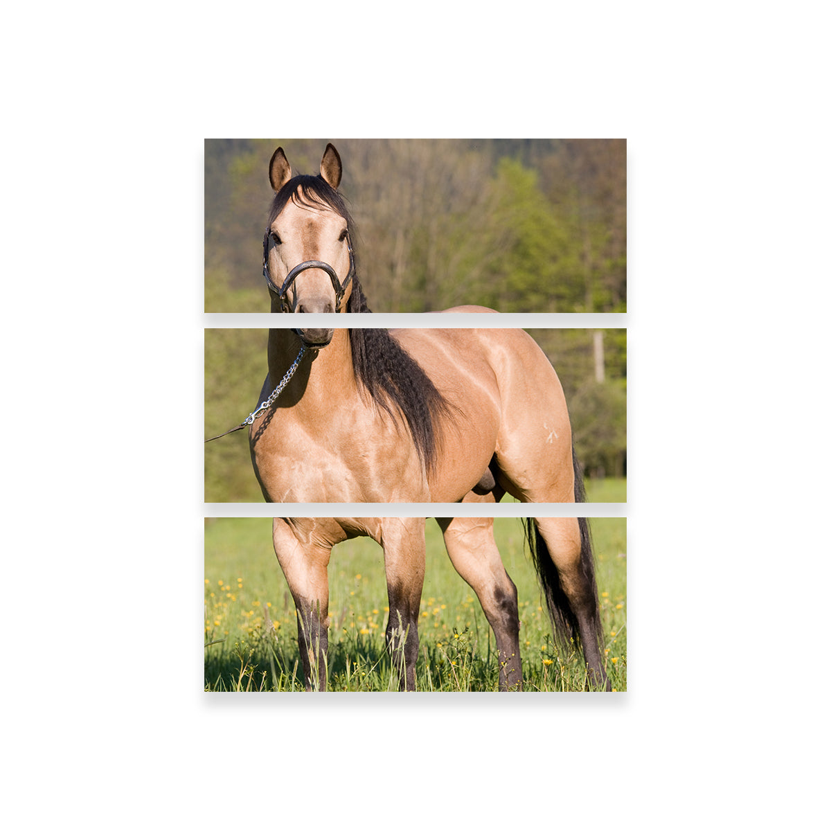 Quarter Horse Posing Wall Art