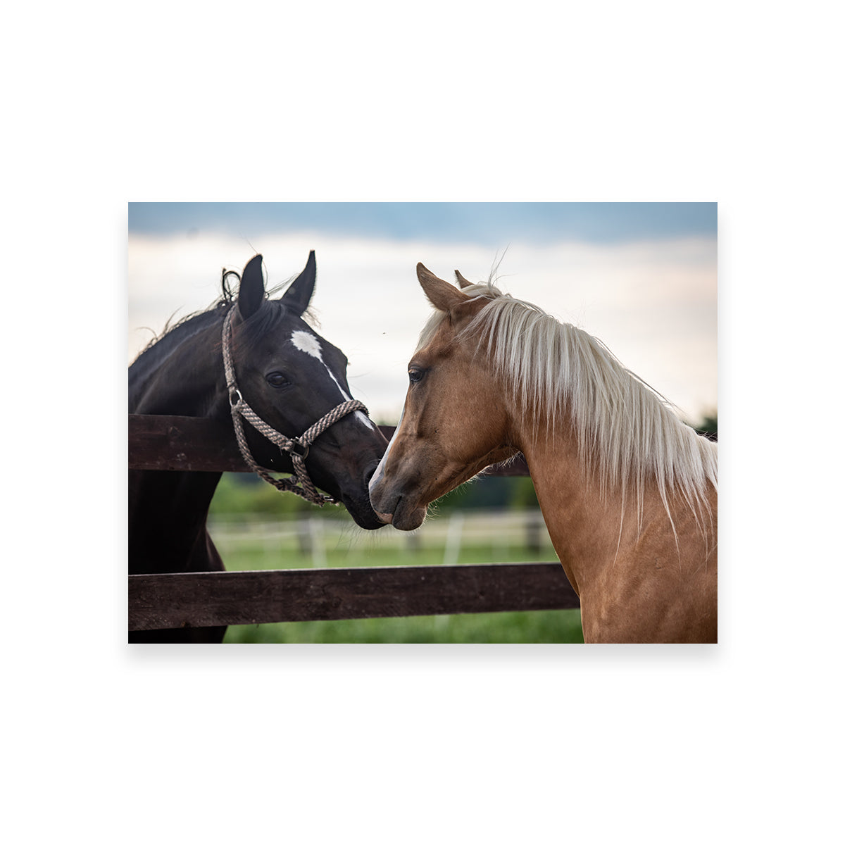 Quarter Horses Wall Art