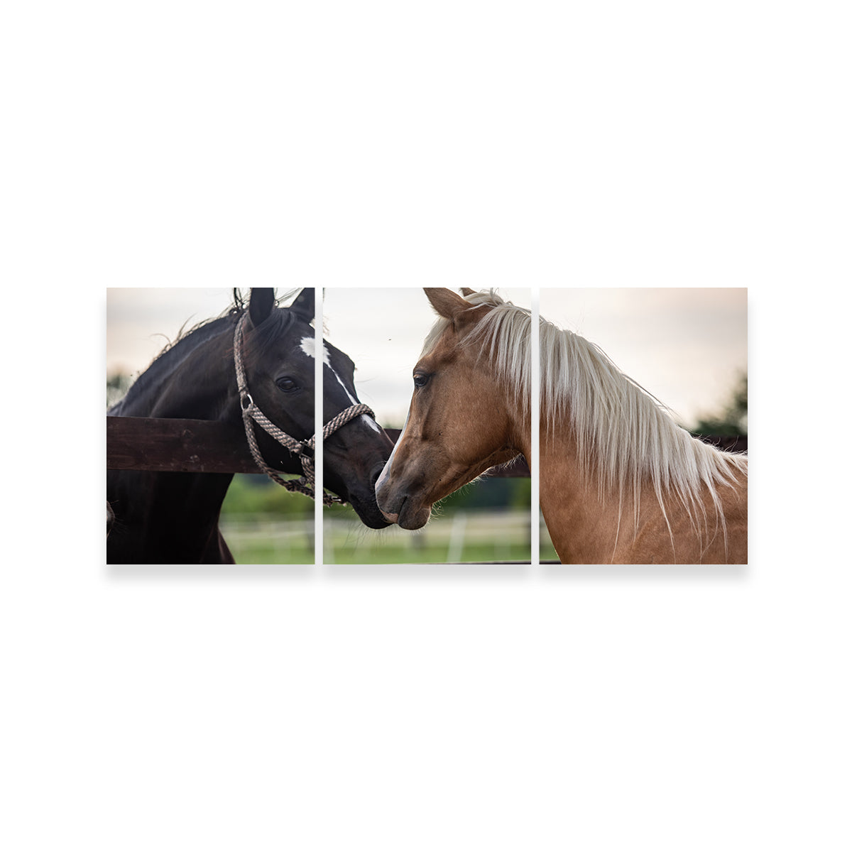 Quarter Horses Wall Art