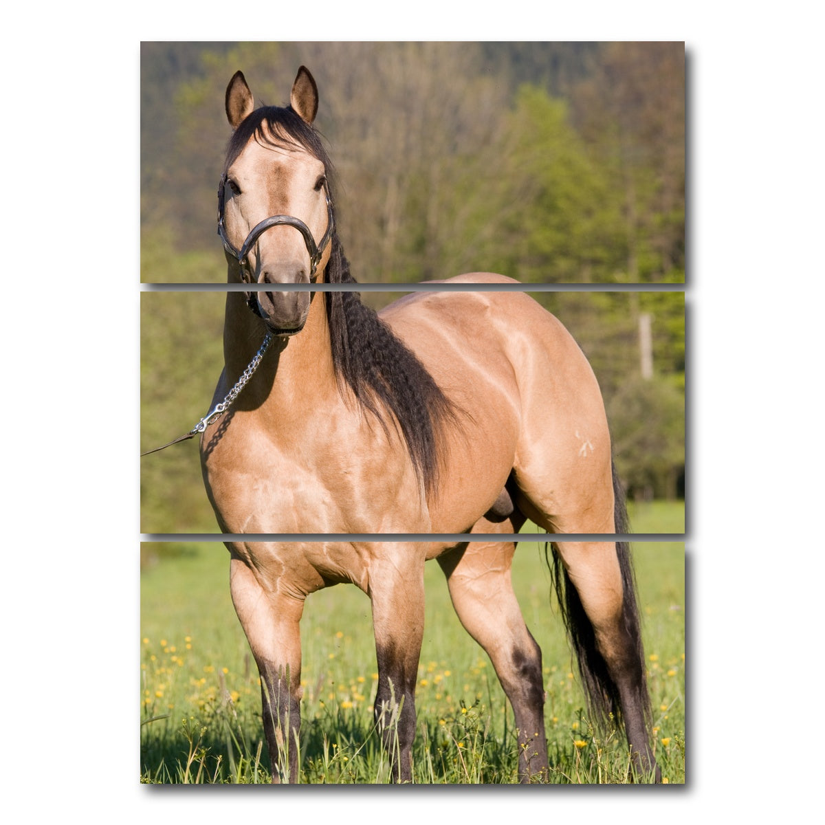 AUTO-MOCKUP WHITE | Quarter Horse Posing | 3 Piece | Gallery Wrap Canvas | group=8x18_stacked