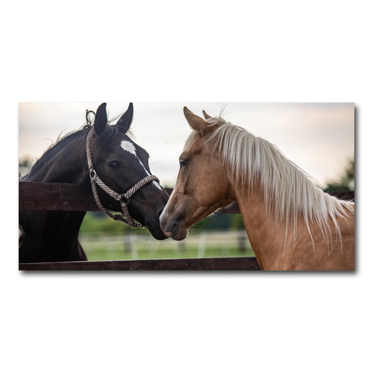 AUTO-MOCKUP WHITE | Quarter Horses | 1 Piece | Gallery Wrap Canvas | group=2x1