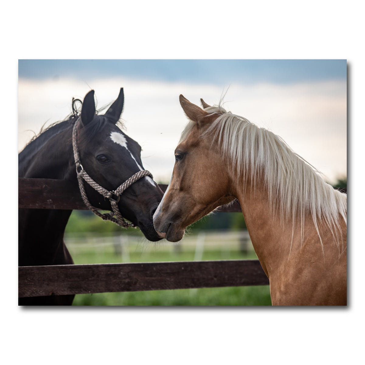 AUTO-MOCKUP WHITE | Quarter Horses | 1 Piece | Gallery Wrap Canvas | group=4x3