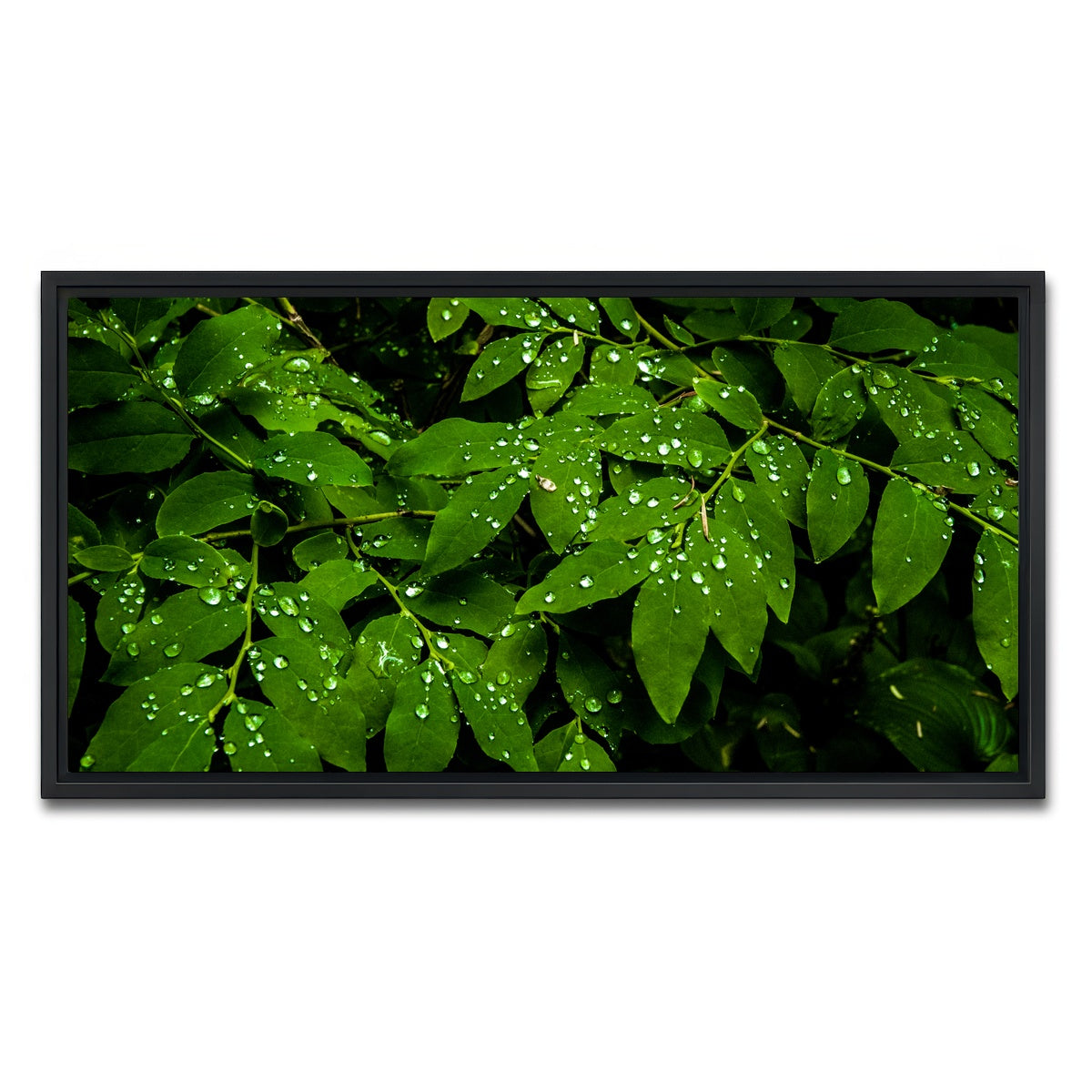 AUTO-MOCKUP WHITE | Rain Drops on Leaves | 1 Piece | Black Framed Canvas | group=2x1