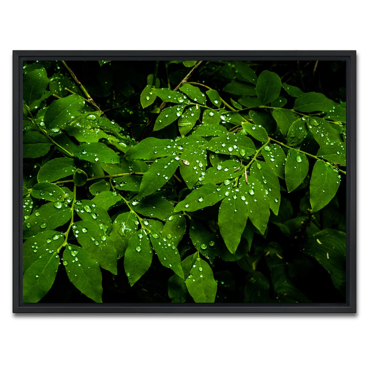 AUTO-MOCKUP WHITE | Rain Drops on Leaves | 1 Piece | Black Framed Canvas | group=4x3