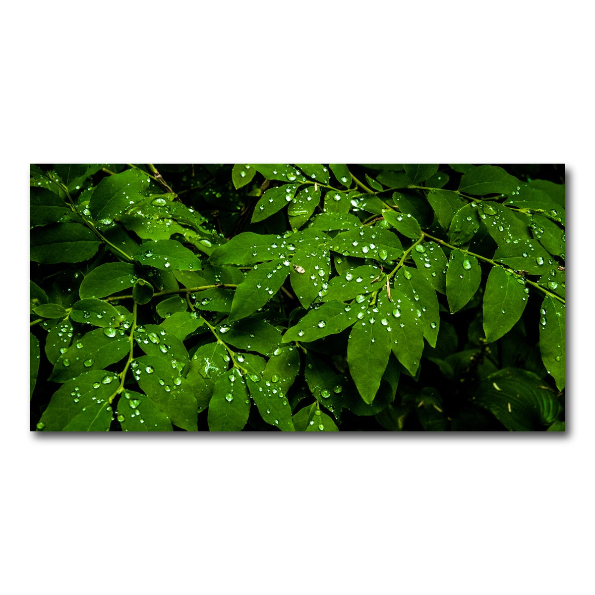 AUTO-MOCKUP WHITE | Rain Drops on Leaves | 1 Piece | Gallery Wrap Canvas | group=2x1