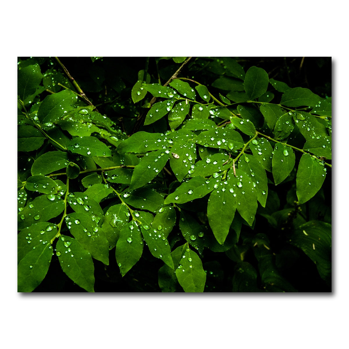 AUTO-MOCKUP WHITE | Rain Drops on Leaves | 1 Piece | Gallery Wrap Canvas | group=4x3