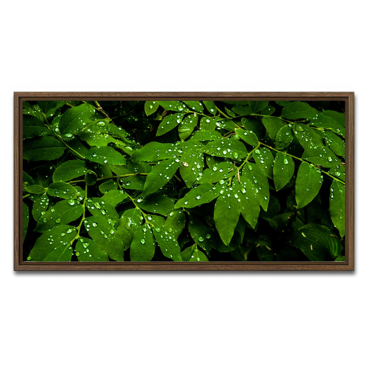 AUTO-MOCKUP WHITE | Rain Drops on Leaves | 1 Piece | Walnut Framed Canvas | group=2x1
