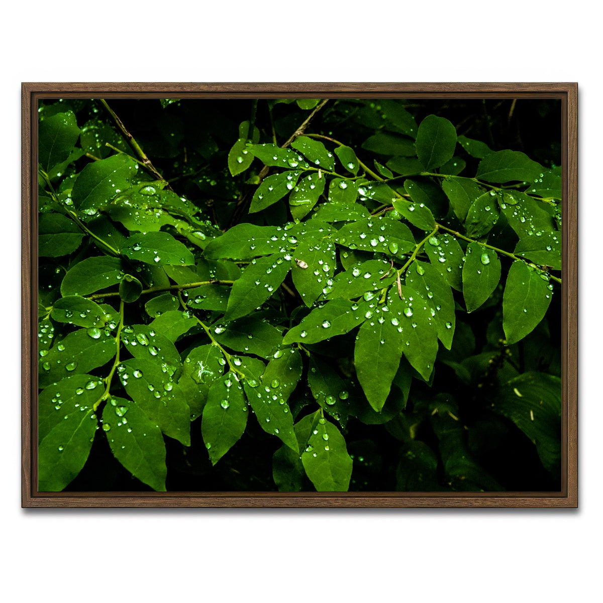 AUTO-MOCKUP WHITE | Rain Drops on Leaves | 1 Piece | Walnut Framed Canvas | group=4x3