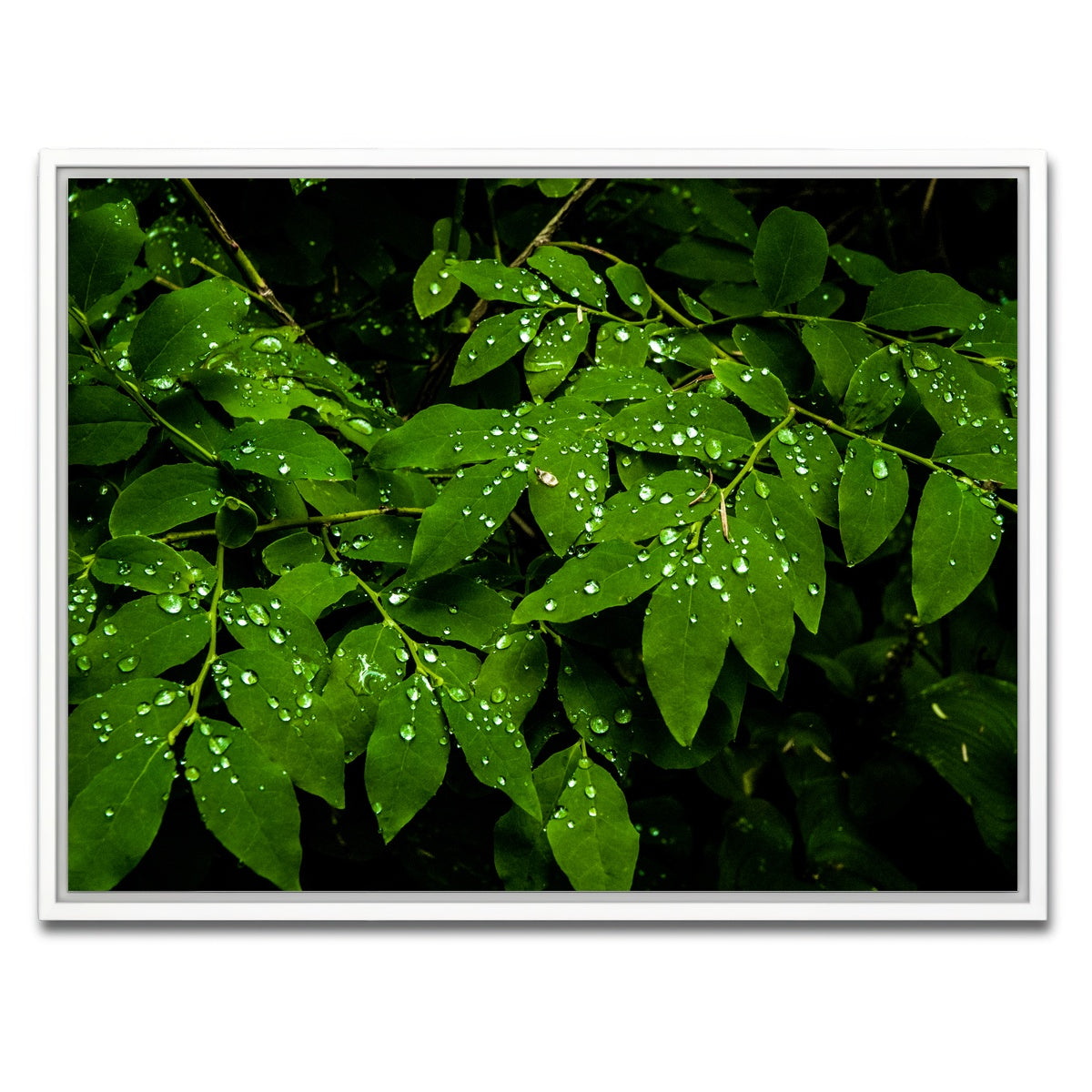 AUTO-MOCKUP WHITE | Rain Drops on Leaves | 1 Piece | White Framed Canvas | group=4x3