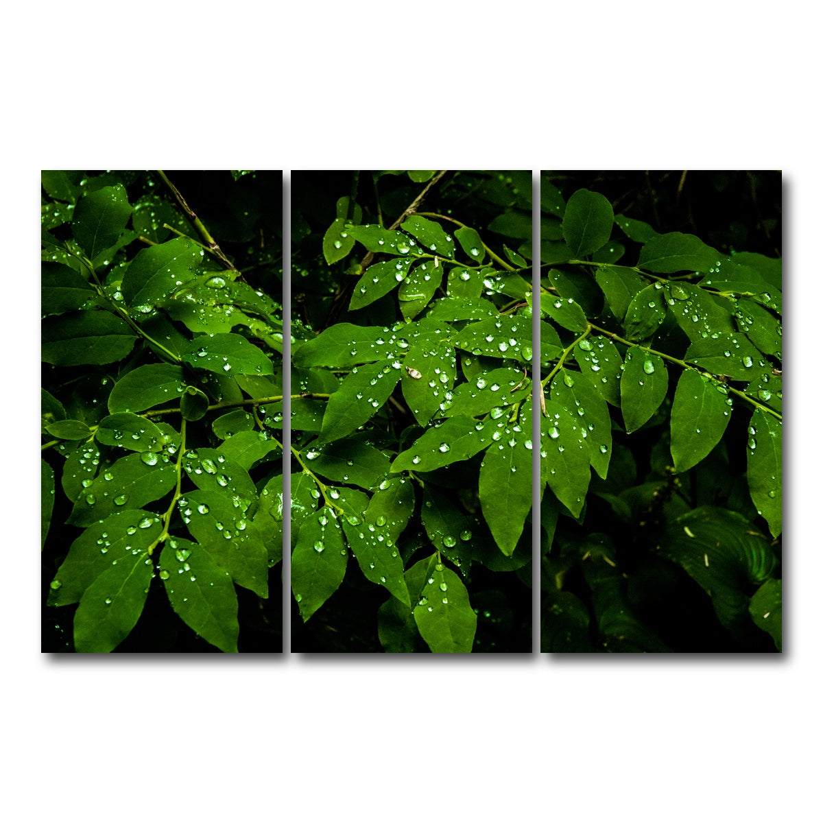 AUTO-MOCKUP WHITE | Rain Drops on Leaves | 3 Piece | Gallery Wrap Canvas | group=12x24