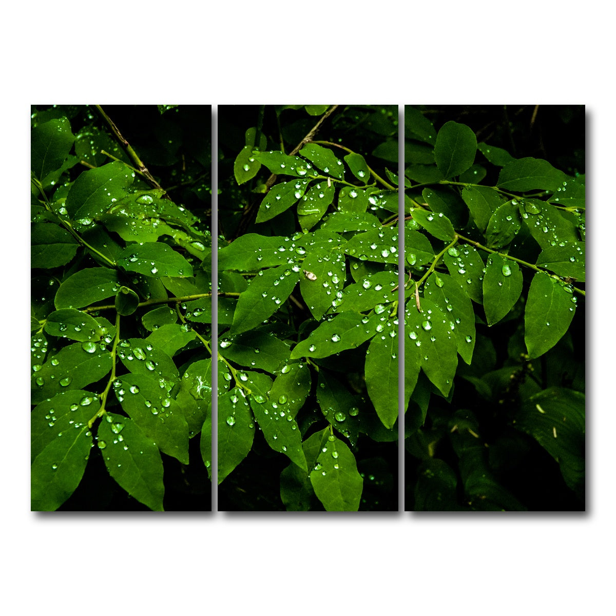 AUTO-MOCKUP WHITE | Rain Drops on Leaves | 3 Piece | Gallery Wrap Canvas | group=8x18