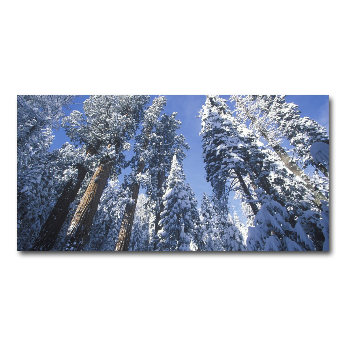 AUTO-MOCKUP WHITE | Redwoods Covered in Snow | 1 Piece | Gallery Wrap Canvas | group=2x1
