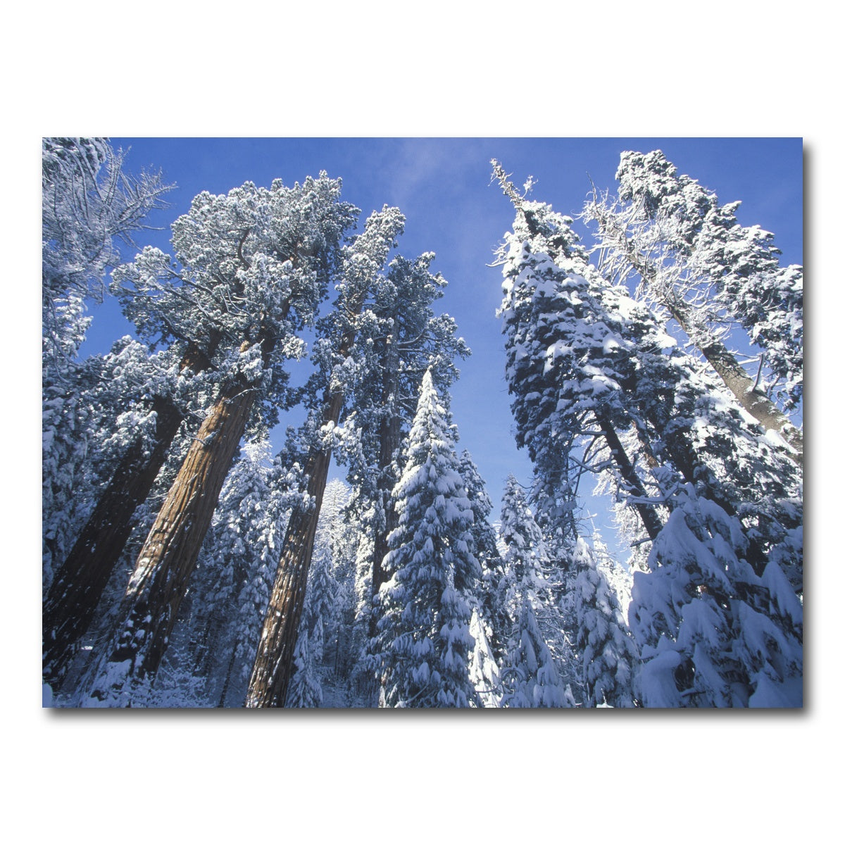 AUTO-MOCKUP WHITE | Redwoods Covered in Snow | 1 Piece | Gallery Wrap Canvas | group=4x3