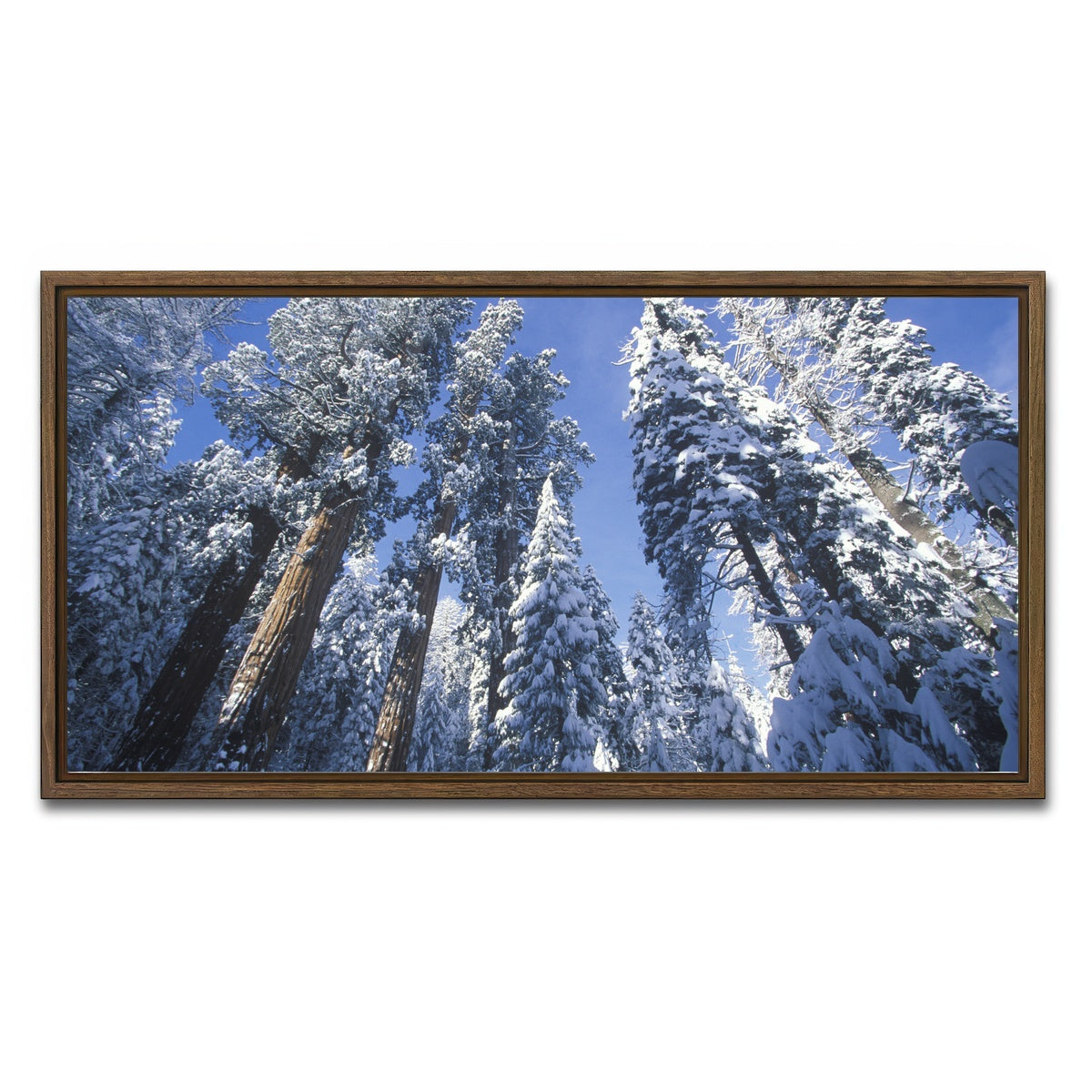 AUTO-MOCKUP WHITE | Redwoods Covered in Snow | 1 Piece | Walnut Framed Canvas | group=2x1