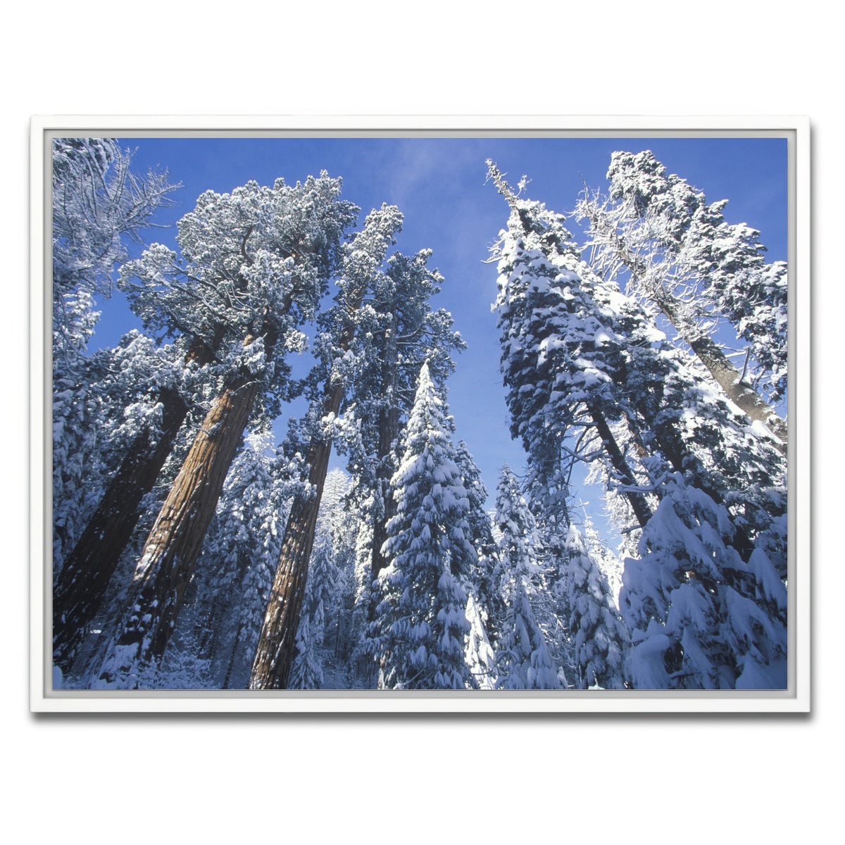 AUTO-MOCKUP WHITE | Redwoods Covered in Snow | 1 Piece | White Framed Canvas | group=4x3