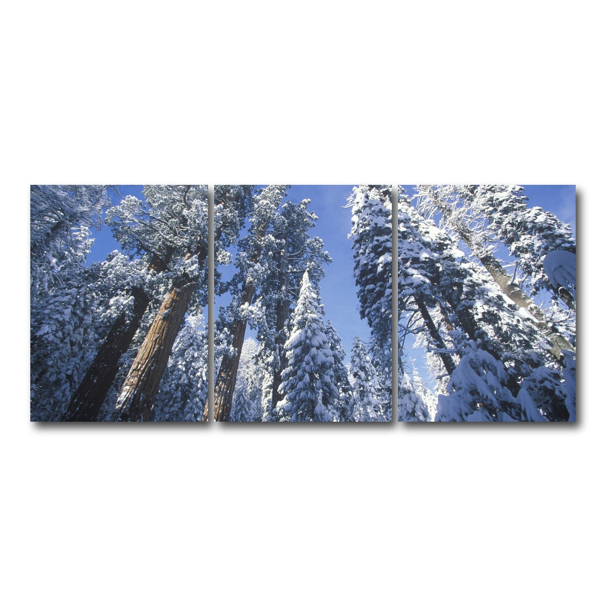 AUTO-MOCKUP WHITE | Redwoods Covered in Snow | 3 Piece | Gallery Wrap Canvas | group=18x24