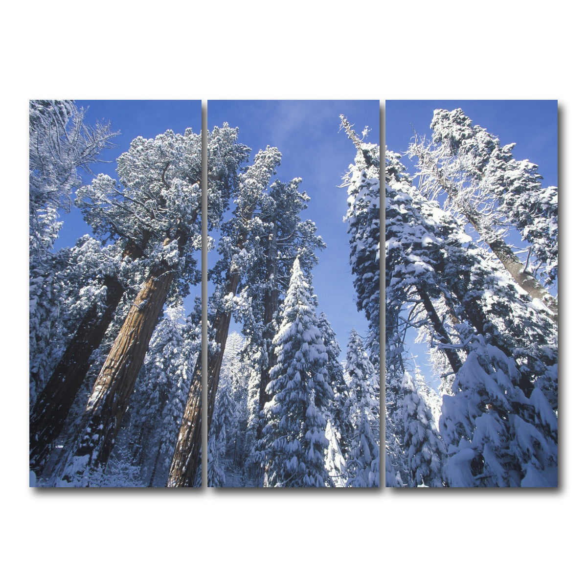 AUTO-MOCKUP WHITE | Redwoods Covered in Snow | 3 Piece | Gallery Wrap Canvas | group=8x18